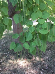 Catalpa