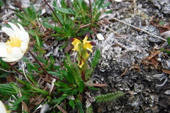 Pedicularis flammea