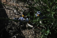 Monnina philippiana