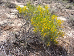 Senna artemisioides