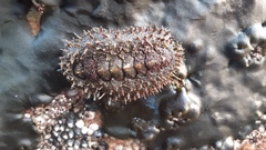 Acanthopleura echinata