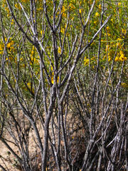 Senna artemisioides