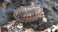 Acanthopleura echinata