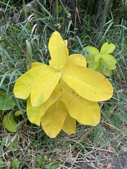 Asclepias syriaca
