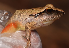 Craugastor rostralis