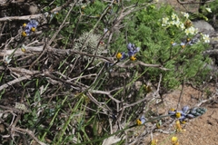 Monnina philippiana