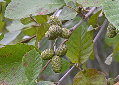 Alnus serrulata
