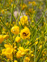 Senna artemisioides