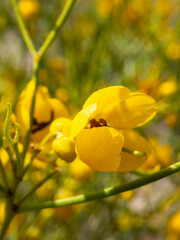 Senna artemisioides