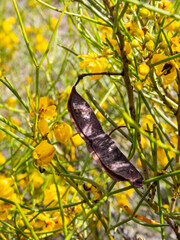 Senna artemisioides