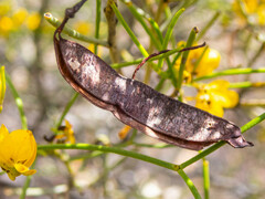 Senna artemisioides