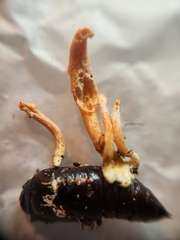 Ophiocordyceps variabilis