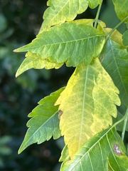 Koelreuteria