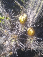 Trichocereus deserticola