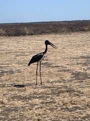 Ephippiorhynchus asiaticus