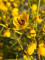 Senna artemisioides