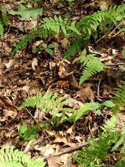 Dryopteris intermedia