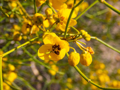 Senna artemisioides