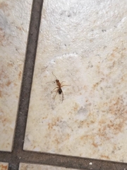 Camponotus inaequalis