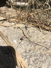 Empusa fasciata