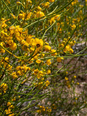 Senna artemisioides