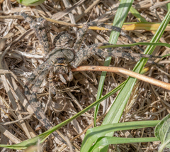 Dolomedes albineus