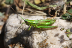 Euthystira brachyptera