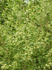 Baccharis dracunculifolia