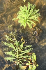 Myriophyllum aquaticum