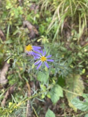 Ionactis linariifolia