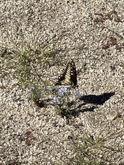 Papilio polyxenes rudkini
