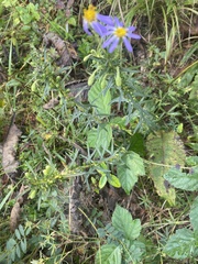 Ionactis linariifolia