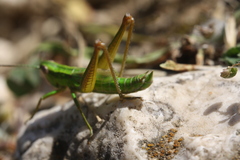 Euthystira brachyptera