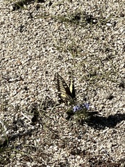 Papilio polyxenes rudkini