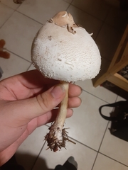 Chlorophyllum molybdites image