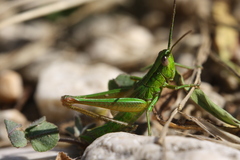 Euthystira brachyptera