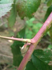 Rubus polonicus