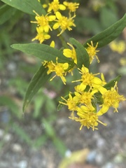 Solidago arguta