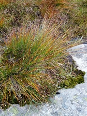 Trichophorum cespitosum