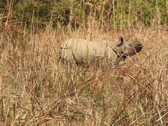 Rhinoceros unicornis