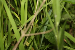 Euthystira brachyptera