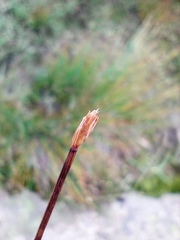 Trichophorum cespitosum