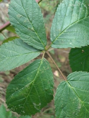 Rubus polonicus
