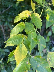 Koelreuteria