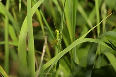 Euthystira brachyptera
