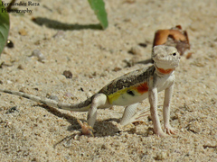 Callisaurus draconoides