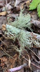 Usnea strigosa