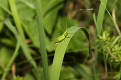 Euthystira brachyptera