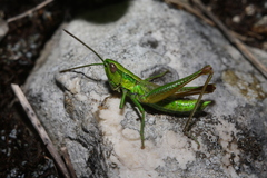 Euthystira brachyptera