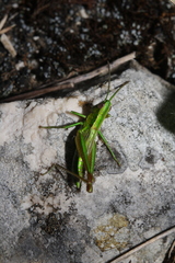 Euthystira brachyptera